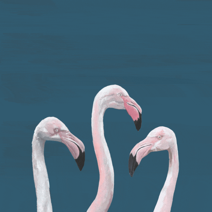 flamingo-back-heads